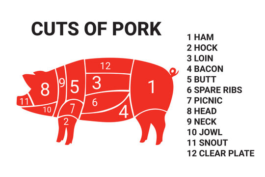 Butcher Pork Cuts Diagram Infographic Meat Chart Vector Illustration
