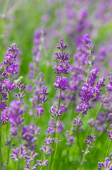 Obraz premium Lavender blooms beautifully in the field. Selective focus.