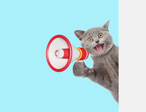 Surpised cat screams into megaphone and looks from behind empty white banner. isolated on blue background