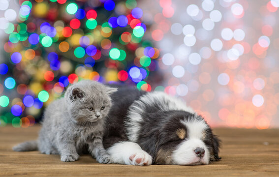Gray kitten sitting with sleepy Australian shepherd puppy with Christmas tree on background