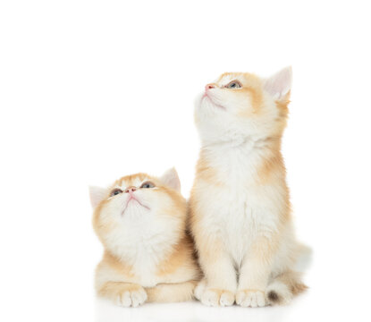 Two golden chinchilla kittens sitting in front view together and looking away and up on empty space. Isolated on white background