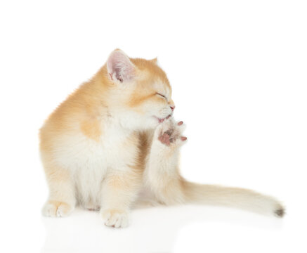 Golden chinchilla kitten licks its hind paw. Isolated on white background