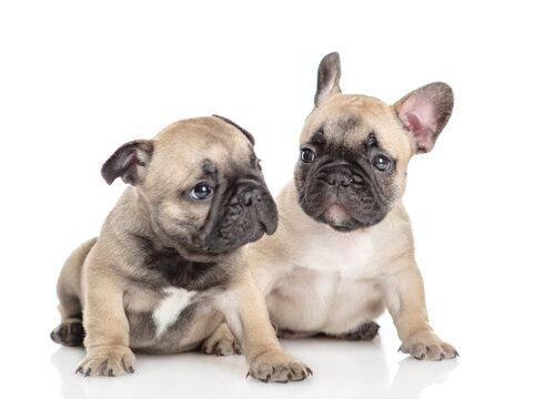 Two cute French bulldog puppies sitting in front view.  Isolated on white background