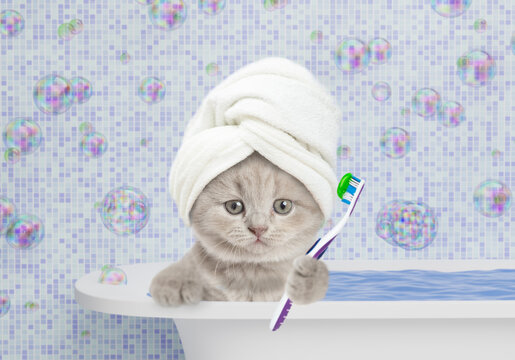Cute kitten with towel on it head takes the bath at home, holds toothbrush. Empty space for text