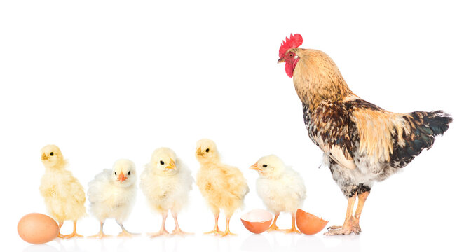 Adult rooster and five chickens together looking at camera. isolated on white background