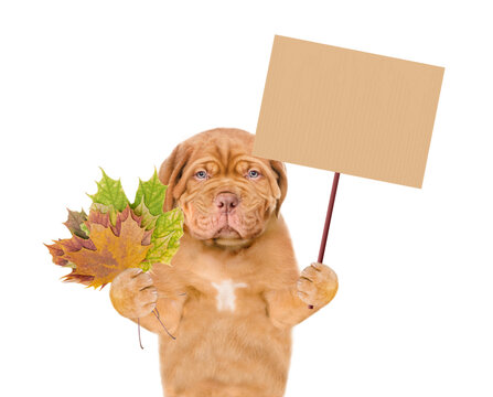 Sad Mastiff puppy holds dry colorful leaves and shows blank placard. isolated on white background
