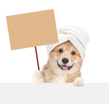 Happy Pembroke Welsh corgi puppy with towel on it head looking above blank banner and showing blank placard. isolated on white background
