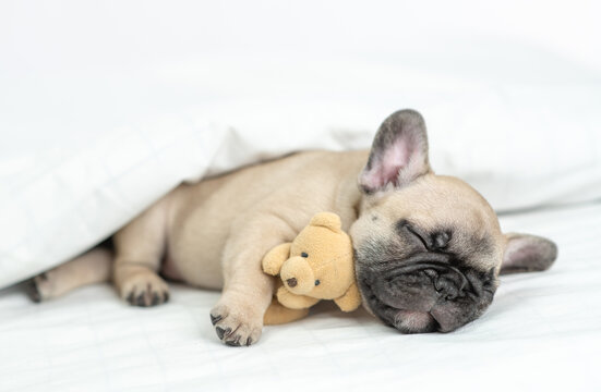 Cozy French bulldog puppy sleeps with toy bear under warm blanket on a bed at home