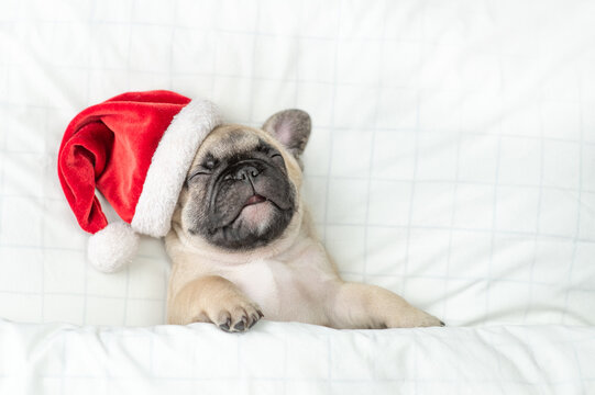 Cozy Pug puppy wearing red santa hat sleeps under white blanket  on a bed at home. Top down view. Empty space for text