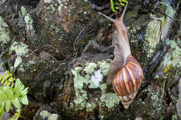Bekicot, Lissachatina fulica or Achatina fulica, giant snails crawling on a tree trunk © JakaSuryanta