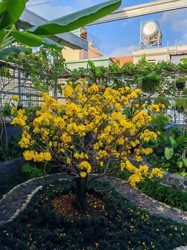 Blooming Yellow Ochna Integerrima Tree in Garden