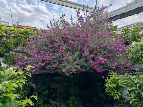 Flowering purple shrub in lush garden setting