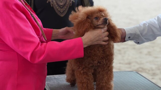 A red-colored poodle dog at a dog show, with its conformation being examined by a judge-expert