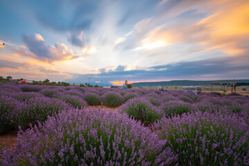 Obraz premium Lavender fields and landscapes, objects