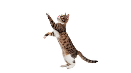 Playful domestic striped kitten jumping high in the air isolated on transparent background © Olga