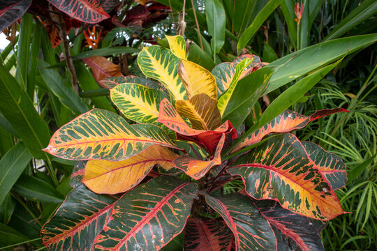 Croton, Codiaeum variegatum, a popular houseplant with many varieties and devotees with pretty colorful leaves