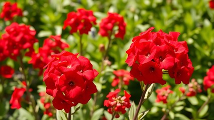 Naklejka premium Red flowers in bloom with green foliage in a garden.