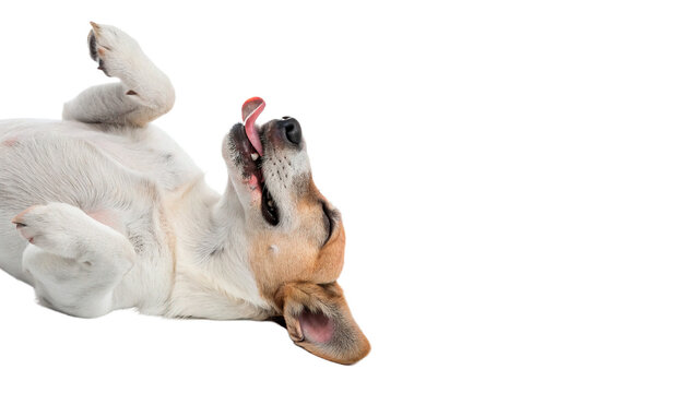 Playful domestic dog lying upside down on its back isolated on transparent background