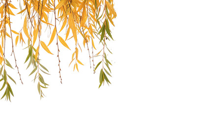 Hanging green and orange autumn willow tree branches isolated on transparent background © Olga