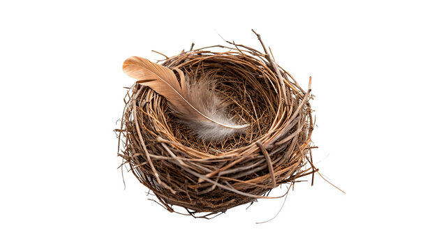Natural empty bird nest made of moss and twigs isolated on transparent background