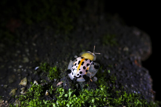 Spotted yellow tortoise beetle on mossy dark bark, close up macro showing texture and insect detail with soft dramatic lighting