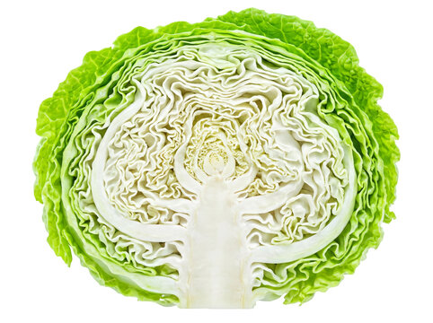Freshly cut cabbage half with transparent background for food photography and design.