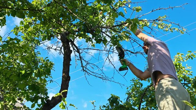Gardener pruning an apple tree with a folding hand saw, removing dry branches, low-angle view against blue sky.