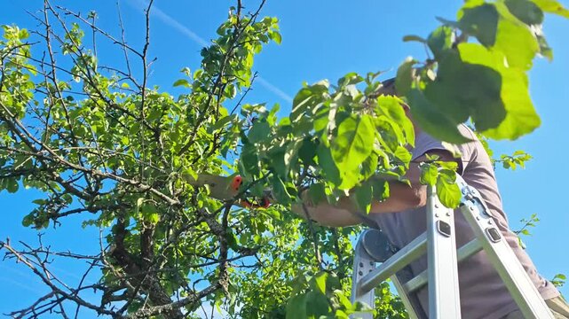 Gardener on a ladder pruning dry branches of an apple tree with a hand saw, safe orchard maintenance.
