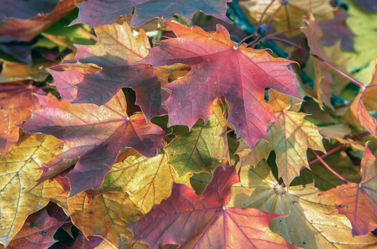 top view on bunch of  bautiful flaming red maple leaves forming an autumnal textured background