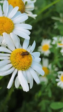 Small beetle sitting on white daisy flower swaying in the wind, 4K summer nature footage.