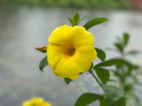 Yellow allamanda flower with raindrops close up by water