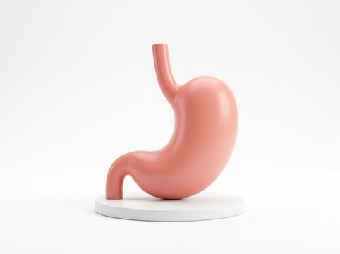 Stylized Human Stomach Model in Salmon Pink