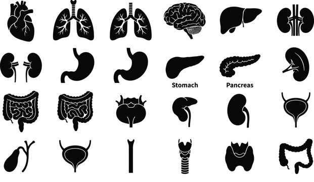 Human organ silhouette icons including heart lungs brain kidneys stomach pancreas intestines bladder liver gallbladder larynx medical anatomy illustration