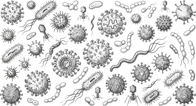 Microscopic virus and bacteria line art vector bundle featuring detailed hand drawn microbes pathogens and cell biology science elements.