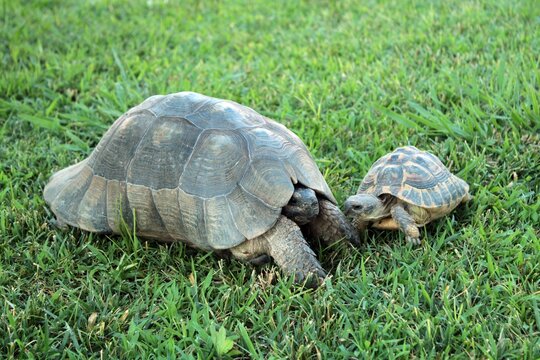 Greek tortoises