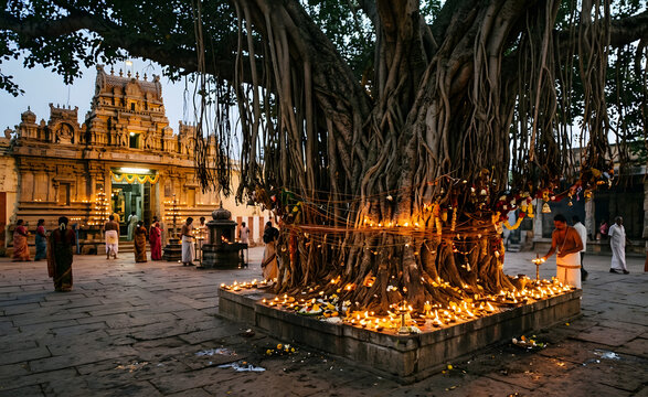 Giant Banyan Tree (Nuga Gaha)