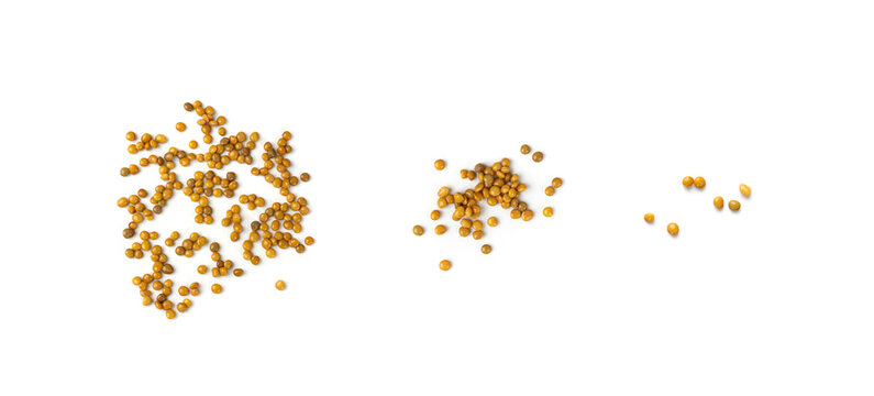 Cooked lentil, boiled green lentils