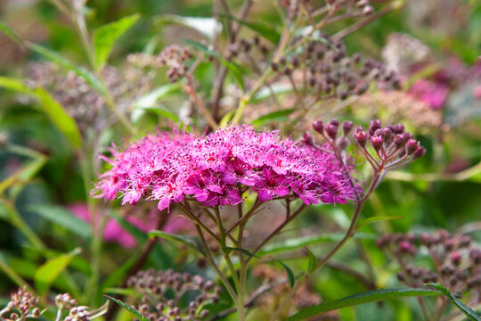 A bright pink Spiraea japonica flower head with small blooms and tight buds on slender stems against a blurred background. Soft daylight creates a calm natural atmosphere.