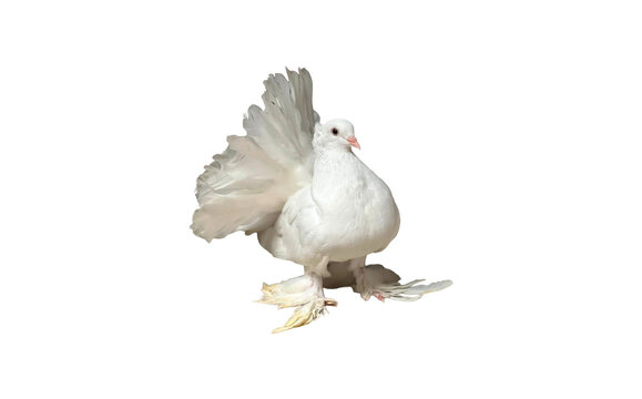White fantail pigeon standing isolated on Transparent Background 