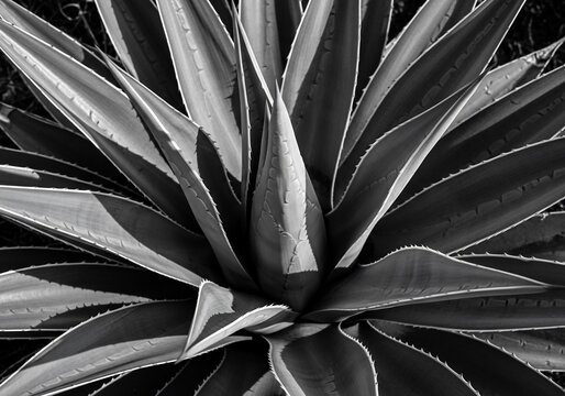 Monochrome Agave Bloom: Sculptural Form