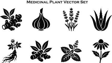 Medicinal herbs black vector icon set featuring ginger garlic lavender aloe vera ginseng turmeric mint and echinacea © DIPU