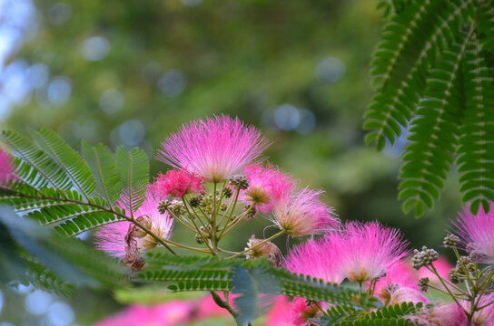Persian silk tree or Albizia julibrissin tree branch with pink blooming fluffy flowers and leaves. Nature , summer, blooming silk tree , natural landscape. Growing, planting ornamental  trees .