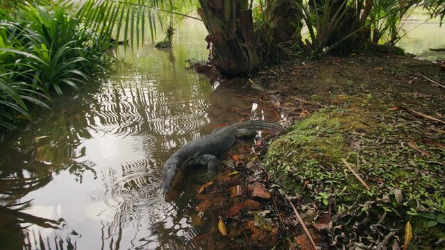 Tropical wildlife featuring a monitor lizard moving through exotic vegetation in Singapore Botanic Gardens attracting nature lovers and travelers in Asia