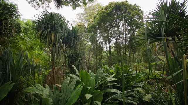 Spectacular tropical Asian forest with dense rainforest exotic vegetation and beautiful natural landscapes full of lush greenery and biodiversity