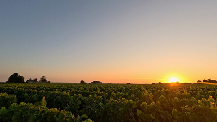 Obraz premium Golden Sunset Over Lush Vineyard Rows in Bordeaux France