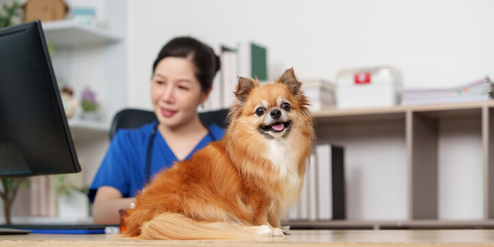 Chihuahua dog on desk with blurred female veterinarian working on computer