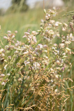 Wild bladder campion (Silene vulgaris) growing in a natural summer meadow. Delicate white wildflowers with inflated seed pods among dry grasses in warm sunlight. Selective focus, soft natural backgrou