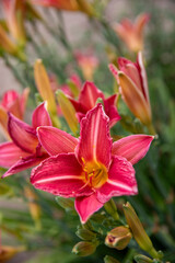 Obraz premium Bright red daylily flowers in full bloom with lush green foliage. Colorful ornamental perennial growing in a sunny summer garden.