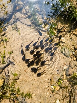 Group of tadpoles swimming in shallow clear water over a sandy bottom
