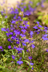 Fototapeta premium Blooming blue lobelia flowers in a home garden. Colorful ornamental flowering plant with lush blossoms, perfect for gardening and landscaping themes.